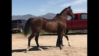 El 40  Carreras de caballo Horse races Thoroughbred vs Quarter Horse 400yards [upl. by Reniar]