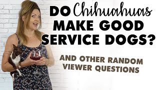 Do Chihuahuas make good service dogs and other questions answered  Sweetie Pie Pets by Kelly Swift [upl. by Onidranreb]