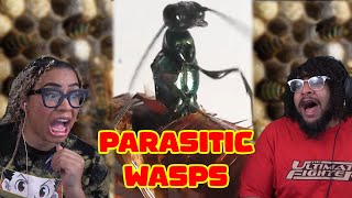 Parasitoid Wasps  Zefrank Reaction [upl. by Bullis]