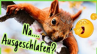 Guten Morgen 🌞 Süße Grüße amp GUTE LAUNE zum Teilen 🐿 [upl. by Caritta]