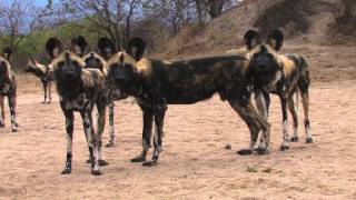 Sound of the African Bushveld Wilddog  AFRICAN WILDLIFE [upl. by Etteyafal659]