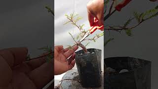 Que cortar en formación de bonsai de ahuehuete [upl. by Nodnarbal]