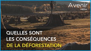 Les conséquences de la déforestation [upl. by Frederico]