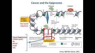 Targeting Cancer Pathways The Epigenetics Question [upl. by Britt]