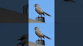 Northern Mockingbird Vocalizing in Lake Poway [upl. by Jasmin636]