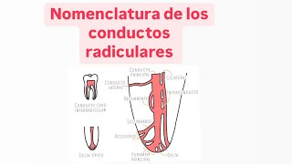 Nomenclatura de los conductos radiculares [upl. by Dallas]