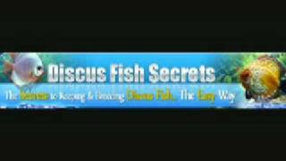 Discus Fish Secrets  Discus Fish Care And Breeding Advice [upl. by Blainey]