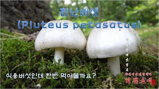 흰난버섯Pluteus petasatus 먹어볼까요 난버섯과 같은 식용버섯이고 맛도 비슷합니다 [upl. by Mahsih]