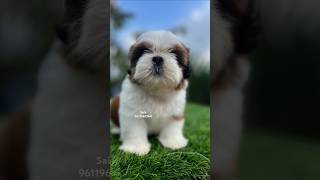 Shihtzu ❤️ shihtzu pupppy puppies bangalore trendingshorts [upl. by Artamas]