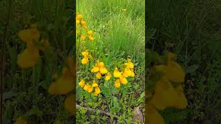 Calceolaria crenatiflora  zapatito permaculture garden flowers [upl. by Anaillil]