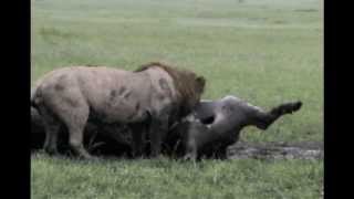 Lion Kill Buffalo in Masai Mara KENYA [upl. by Vander760]