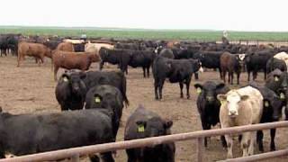 Safe and Caring Cattle Handling Practices [upl. by Sacksen]