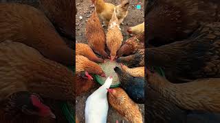 chicken story funny new trending dastan latest facts murgi Ka jubeda Anda [upl. by Enerehs465]