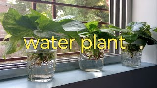 indoor plants in water ideas how to grow plants in water journeyofgarden203 [upl. by Ennasil549]