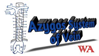 Azygos System of Veins World of Anatomy [upl. by Ettesil]