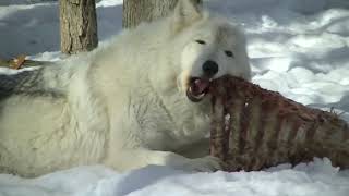 Wolves quotScissor Teethquot Crunch Buffalo Ribs [upl. by Dinnie]