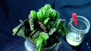 PlantB06 Cephalotus Bubble Giant  African violet pot  biweekly maintenance – 10624 [upl. by Sheridan]