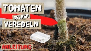 Tomaten einfach selbst Veredeln  Komplettanleitung [upl. by Grassi485]