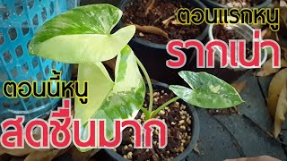 อัปเดท บอนกระดาดด่างขาวรากเน่า Alocasia  หลงไม้ใบ EP76 [upl. by Racklin826]