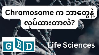 Chromosome အနှစ်ချုပ် [upl. by Einattirb657]