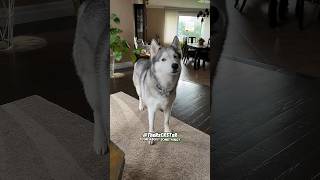 Husky Wants To Have a Serious Conversation  RxCKSTxR Comedy Voiceover [upl. by Karlotta]