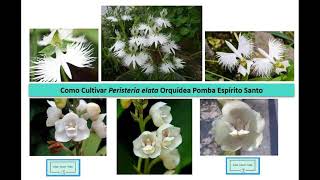 Como Cultivar Peristeria elata Orquidea Pomba Como Fazer Muda [upl. by Michaela]