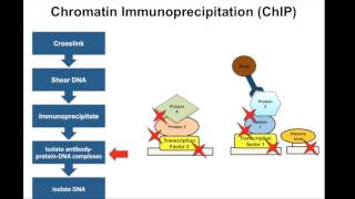 Chromatin Immunoprecipitation ChIP  Principle [upl. by Petuu132]