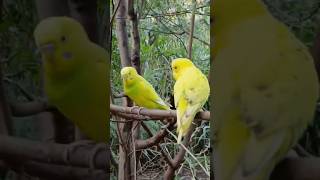 parakeets Camera Action TO BE CONTINUED [upl. by Kuska]