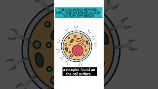 Understand the connection between HER2 breast cancer amp EGFR expression HER2Positive [upl. by Sirama]