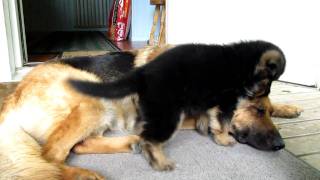 German shepherd puppy  Playing with mom [upl. by Matthew]