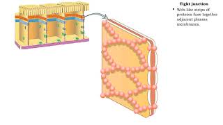 Type of Cell Junctions  Tight and Adherens Junctions [upl. by Lalib869]