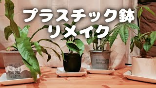 プラスチック鉢をダイソー水性ペンキで塗料 観葉植物 [upl. by Fiore]