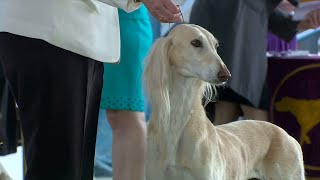 Salukis  Breed Judging 2023 [upl. by Clava]