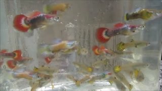 Giving Away Grey Bodied Backcross Guppies 34 Sunset Micariff 14 Neon Blue 2 Months [upl. by Ardnaet]