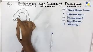 Evolutionary Significance of Trochophore Larva in Odia by PradeepSir [upl. by Bobbye946]