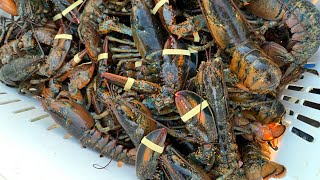 Lobster Fishing  Glace Bay Nova Scotia [upl. by Lletniuq]