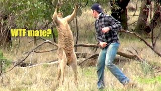 Ozzy Man Reviews Man Punches Kangaroo [upl. by Middendorf932]