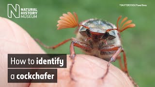 How to identify a cockchafer May bug  Natural History Museum [upl. by Middlesworth]