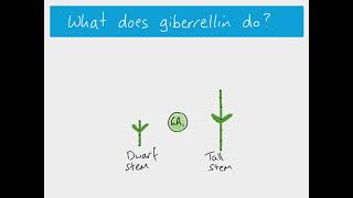 A2 Biology  Giberrellin and stem elongation [upl. by Naval]