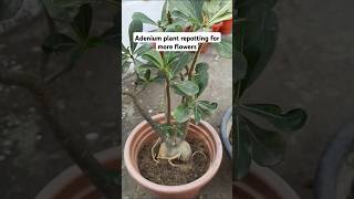 Repotting of adenium plant [upl. by Clough]