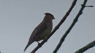 CEDAR WAXWINGS IN AUTUMN [upl. by Alyose]