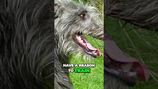 Scottish Deerhound  The Definition of Gentle Giant [upl. by Assilev480]