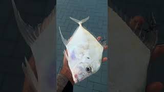 Diamond 💎Trevally 🐟 shorefishingcastingfishinglifefishingvideolurefishingshortsviralvideo [upl. by Claudius]