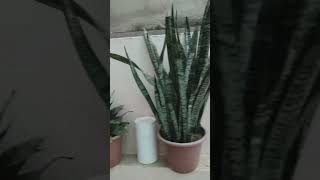 🌱plants indoorplants houseplants homedecor plantlover dreamful shortsvideo [upl. by Errick828]