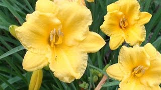 Stella de Oro Daylily Hemerocallis Stella de Oro [upl. by Spiegleman]