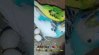 Follow budgies progressbudgies parrot colony updatebudgies breeding updatepakhighar petbird [upl. by Ydnic]