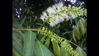 inga feijão ou Inga Abelha INGA MARGINATA Melífera e comestivel [upl. by Australia14]