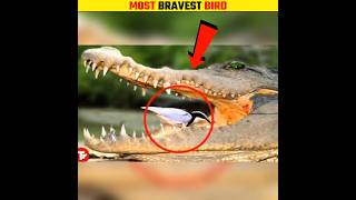 Crocodile And Egyptian Plover Bird 😳 shorts crocodiles birds [upl. by Sonitnatsok]