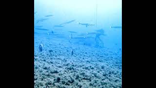 Zenobia Wreck Dive Cyprus with shoaling barracuda heading for the Sun [upl. by Yelsha]