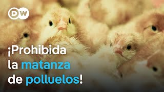 ¿Qué consecuencias tiene la prohibición de sacrificar polluelos en Alemania  DW Documental [upl. by Hugon]